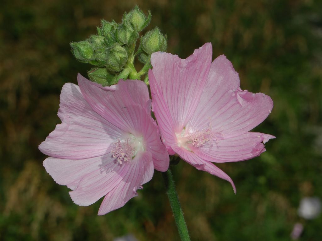 Malva alcea